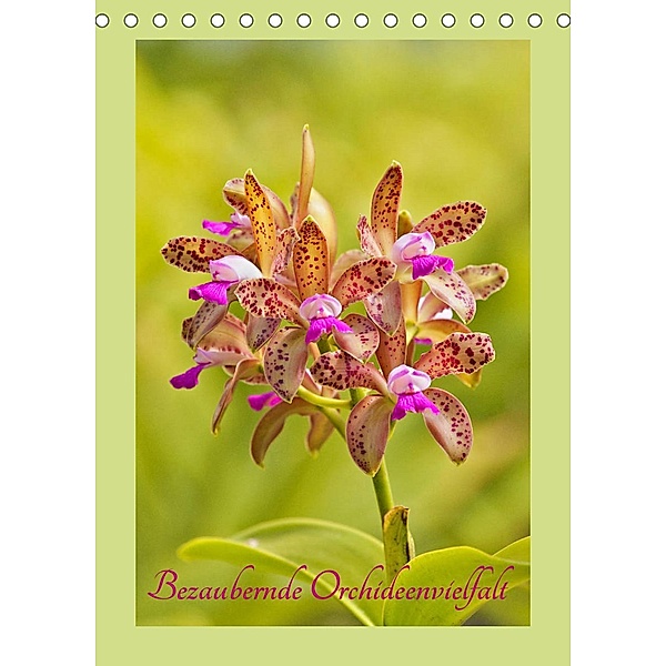 Bezaubernde Orchideenvielfalt (Tischkalender 2023 DIN A5 hoch), Clemens Stenner