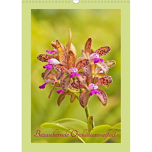 Bezaubernde Orchideenvielfalt (Wandkalender 2023 DIN A3 hoch), Clemens Stenner