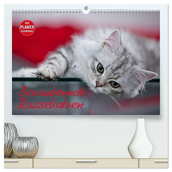 Bezaubernde Rassekatzen (hochwertiger Premium Wandkalender 2024 DIN A2 quer), Kunstdruck in Hochglanz, Melanie Viola