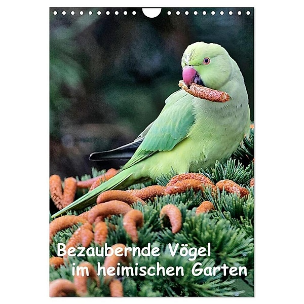 Bezaubernde Vögel im heimischen Garten (Wandkalender 2024 DIN A4 hoch), CALVENDO Monatskalender, Dieter Wilczek