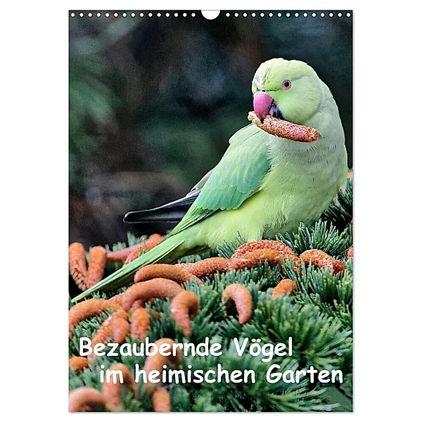 Bezaubernde Vögel im heimischen Garten (Wandkalender 2024 DIN A3 hoch), CALVENDO Monatskalender, Dieter Wilczek
