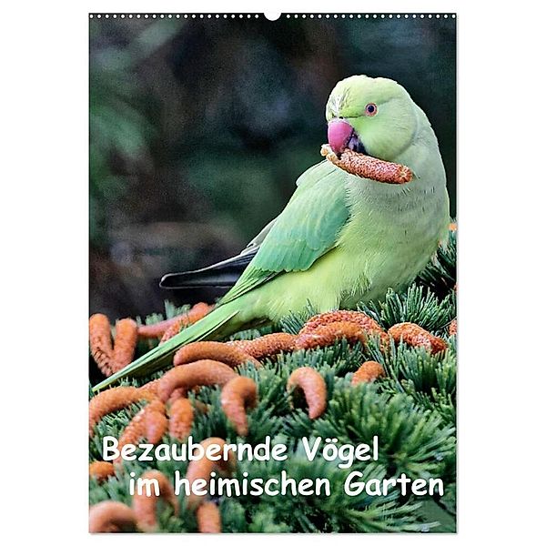 Bezaubernde Vögel im heimischen Garten (Wandkalender 2024 DIN A2 hoch), CALVENDO Monatskalender, Dieter Wilczek