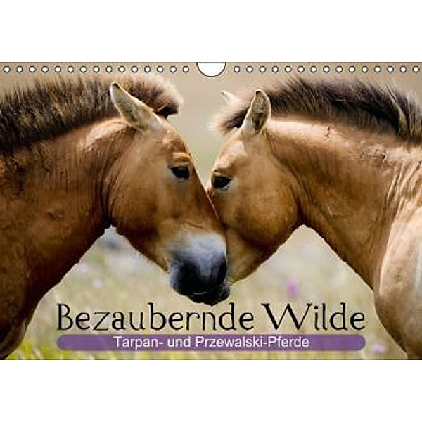 Bezaubernde Wilde Tarpan- und Przewalski-Pferde (Wandkalender 2014 DIN A4 quer), CALVENDO