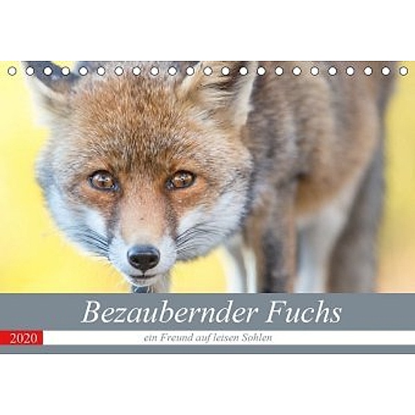Bezaubernder Fuchs - ein Freund auf leisen Sohlen (Tischkalender 2020 DIN A5 quer), Perdita Petzl