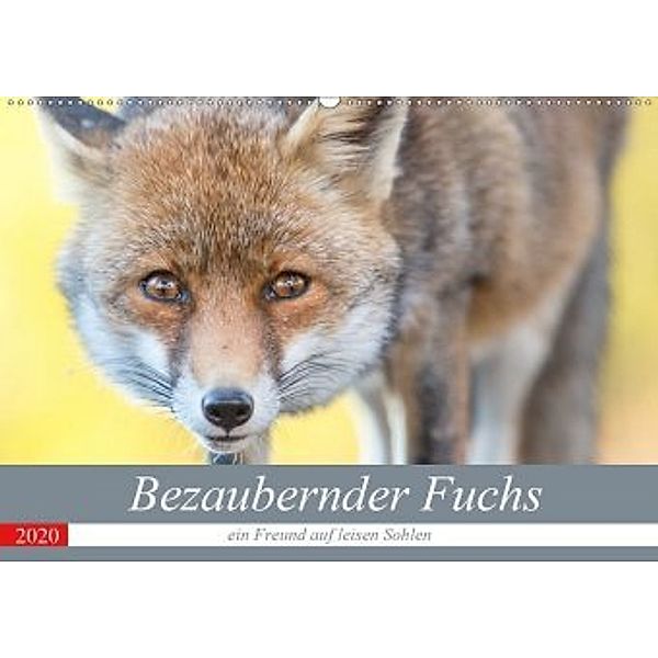 Bezaubernder Fuchs - ein Freund auf leisen Sohlen (Wandkalender 2020 DIN A2 quer), Perdita Petzl