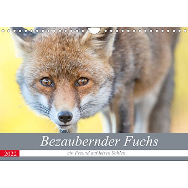 Bezaubernder Fuchs - ein Freund auf leisen Sohlen (Wandkalender 2022 DIN A4 quer), Perdita Petzl