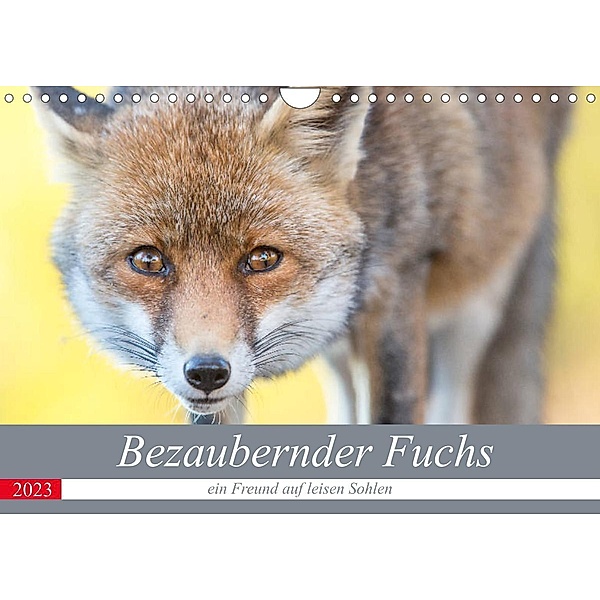 Bezaubernder Fuchs - ein Freund auf leisen Sohlen (Wandkalender 2023 DIN A4 quer), Perdita Petzl