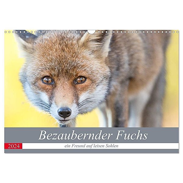 Bezaubernder Fuchs - ein Freund auf leisen Sohlen (Wandkalender 2024 DIN A3 quer), CALVENDO Monatskalender, Perdita Petzl