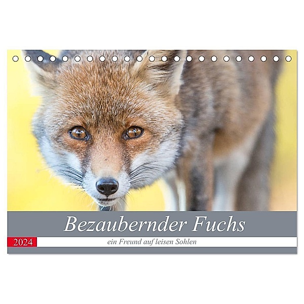 Bezaubernder Fuchs - ein Freund auf leisen Sohlen (Tischkalender 2024 DIN A5 quer), CALVENDO Monatskalender, Perdita Petzl
