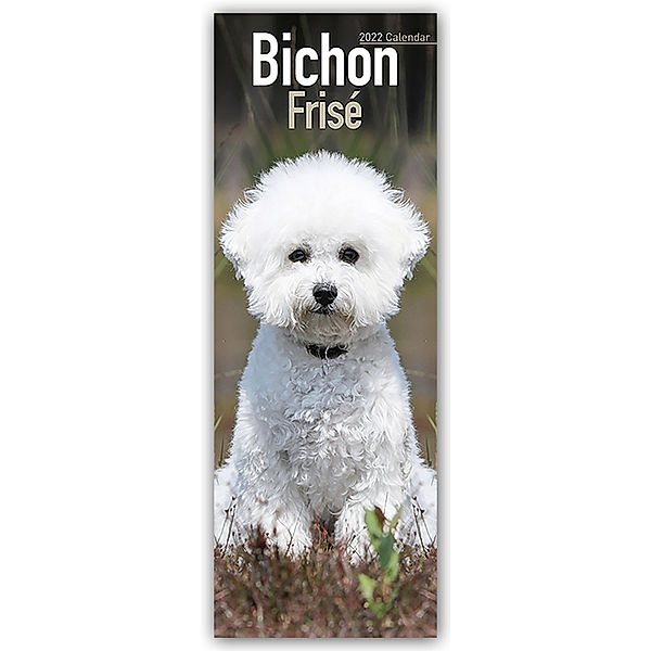 Bichon Frise 2022, Avonside Publishing Ltd