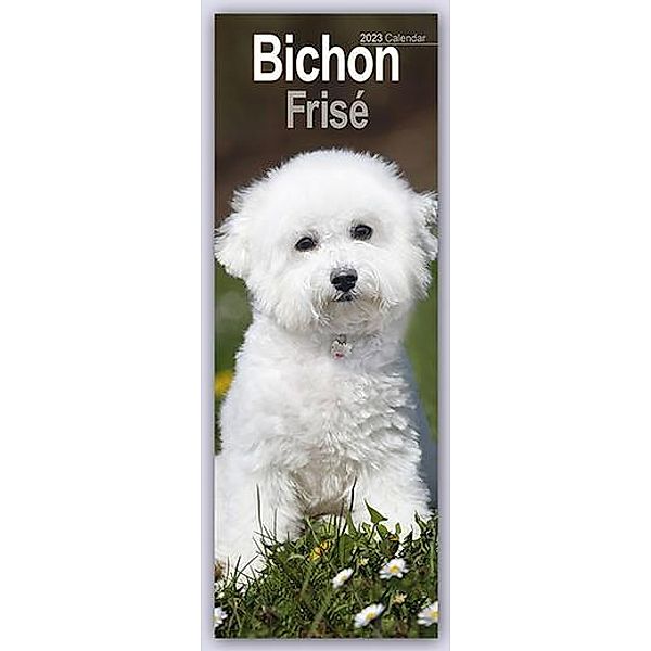 Bichon Frise 2023