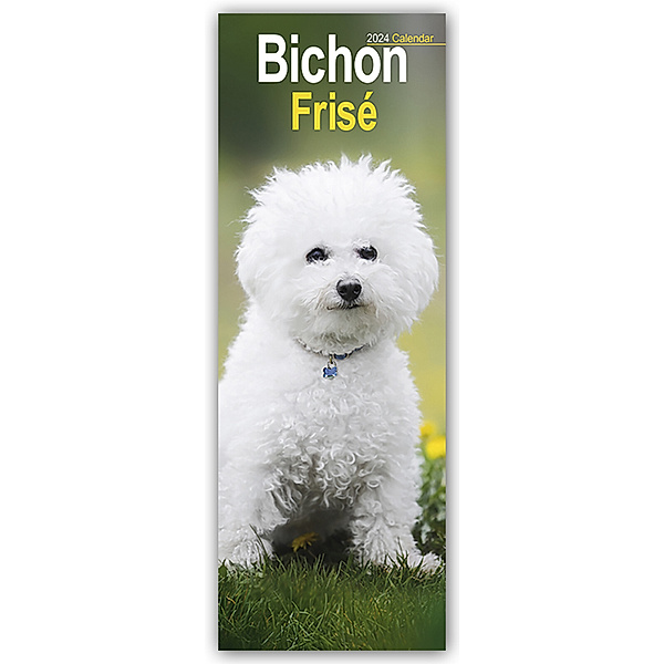 Bichon Frisé 2024, Avonside Publishing Ltd