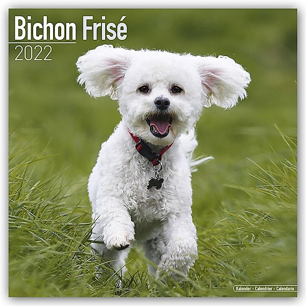 Bichon Frisé - Gelockter Bichon 2022 - 16-Monatskalender, BrownTrout Publisher