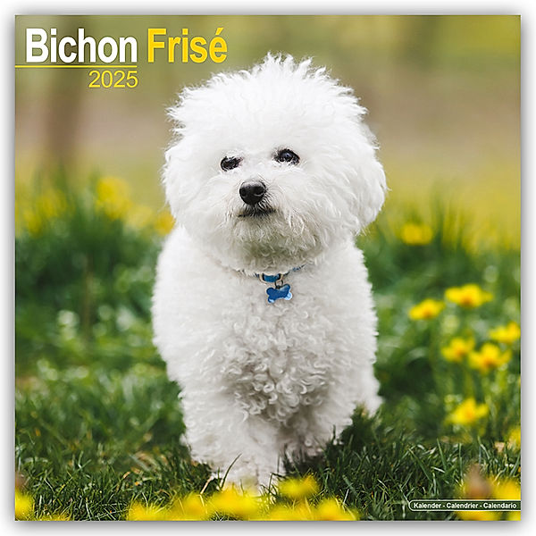 Bichon Frisé - Gelockter Bichon 2025- 16-Monatskalender, Avonside Publishing Ltd