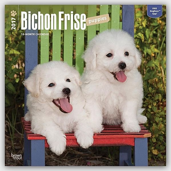 Bichon Frise Puppies 2017