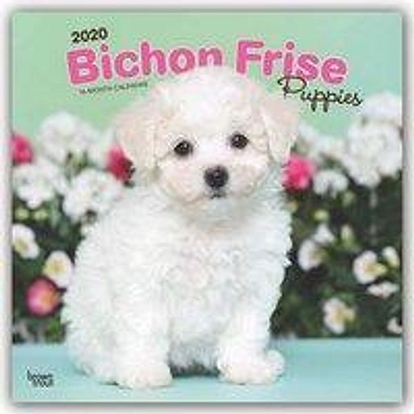 Bichon Frisé Puppies - Gelockter Bichon Welpen 2020, BrownTrout Publisher