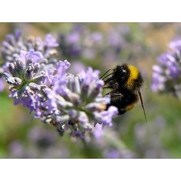 Biene auf Lavendel - 200 Teile (Puzzle)