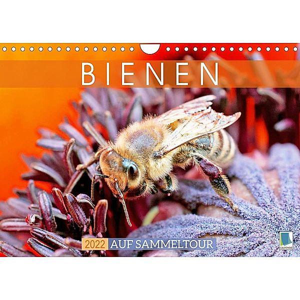 Bienen auf Sammeltour (Wandkalender 2022 DIN A4 quer), Calvendo
