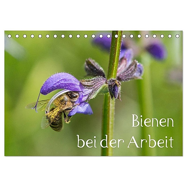 Bienen bei der Arbeit (Tischkalender 2024 DIN A5 quer), CALVENDO Monatskalender, Zlatko Kropf
