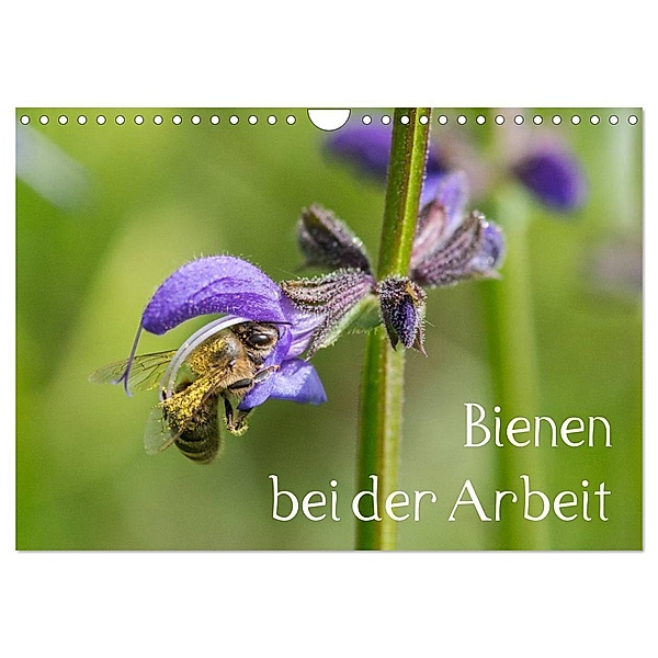 Bienen bei der Arbeit (Wandkalender 2024 DIN A4 quer), CALVENDO Monatskalender, Zlatko Kropf