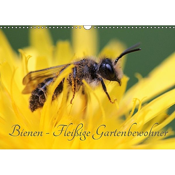 Bienen - Fleißige Gartenbewohner (Wandkalender 2018 DIN A3 quer), Silvia Hahnefeld