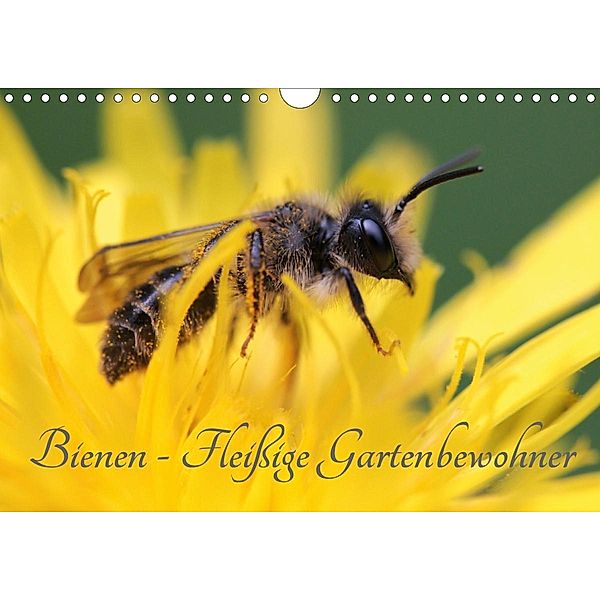 Bienen - Fleißige Gartenbewohner (Wandkalender 2021 DIN A4 quer), Silvia Hahnefeld