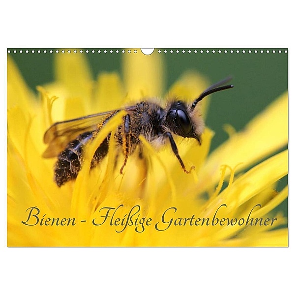Bienen - Fleißige Gartenbewohner (Wandkalender 2024 DIN A3 quer), CALVENDO Monatskalender, Silvia Hahnefeld