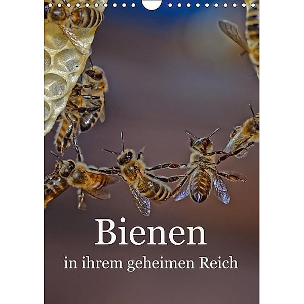 Bienen in ihrem geheimen Reich (Wandkalender 2019 DIN A4 hoch), Mark Bangert