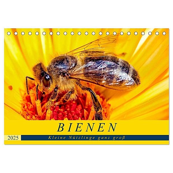 BIENEN - Kleine Nützlinge ganz gross (Tischkalender 2025 DIN A5 quer), CALVENDO Monatskalender, Calvendo, Andrea Dreegmeyer