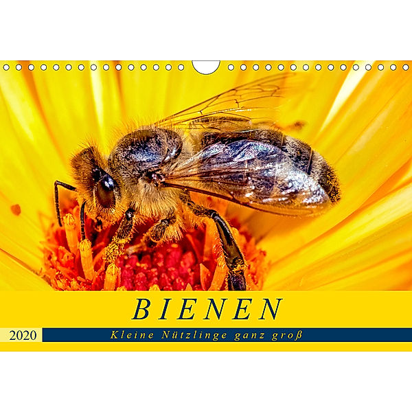 BIENEN - Kleine Nützlinge ganz groß (Wandkalender 2020 DIN A4 quer), Andrea Dreegmeyer