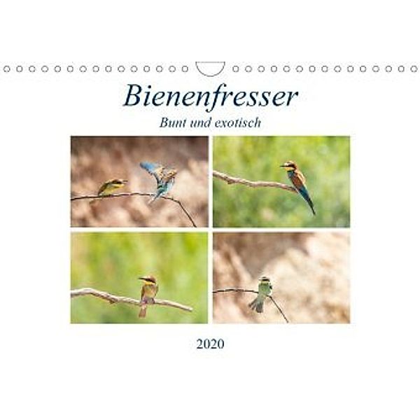 Bienenfresser - Bunt und exotisch (Wandkalender 2020 DIN A4 quer), Ursula Di Chito