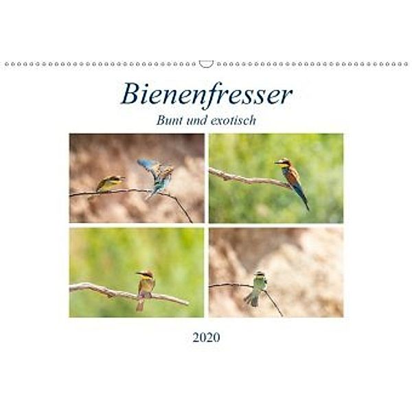 Bienenfresser - Bunt und exotisch (Wandkalender 2020 DIN A2 quer), Ursula Di Chito