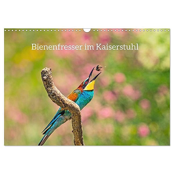 Bienenfresser im Kaiserstuhl (Wandkalender 2024 DIN A3 quer), CALVENDO Monatskalender, Ruth Namuth