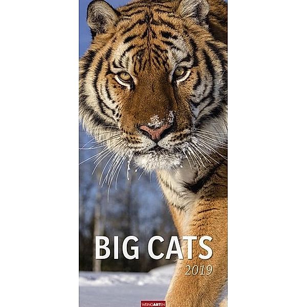 Big Cats 2019