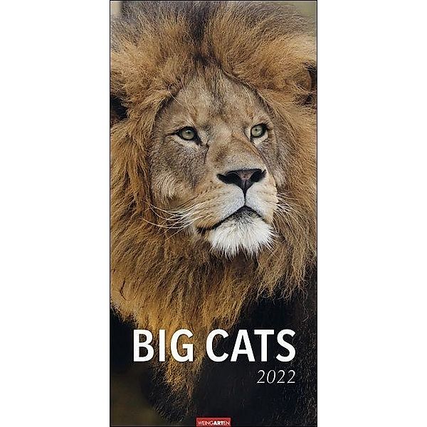 Big Cats 2022