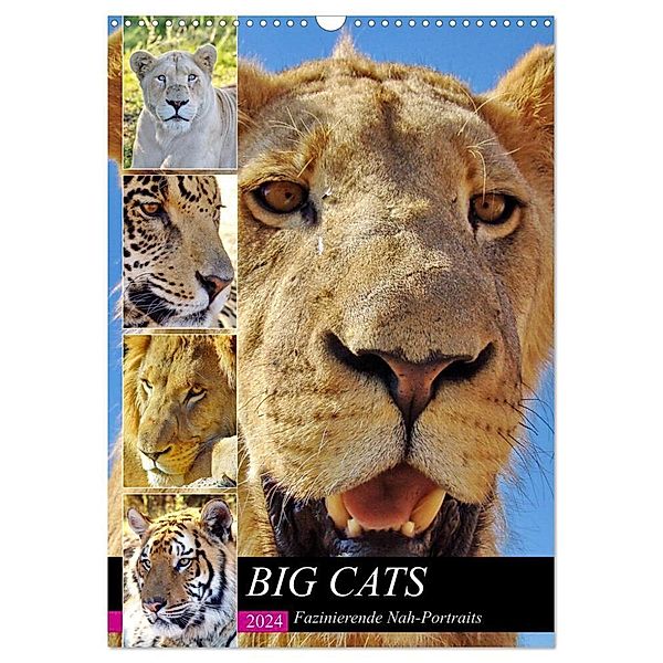 BIG CATS Fazinierende Nah-Portraits (Wandkalender 2024 DIN A3 hoch), CALVENDO Monatskalender, Barbara Fraatz