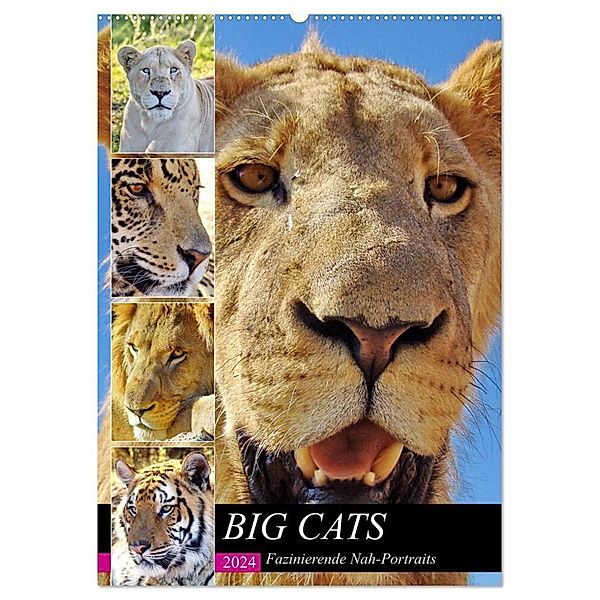 BIG CATS Fazinierende Nah-Portraits (Wandkalender 2024 DIN A2 hoch), CALVENDO Monatskalender, Barbara Fraatz
