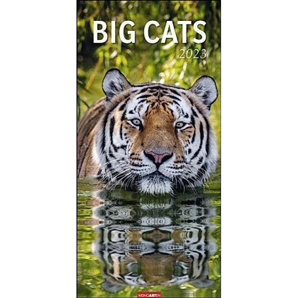 Big Cats Kalender 2023. Grosse Raubkatzen porträtiert in einem Wandkalender 2023 XXL. Länglicher Kalender mit ausdrucksst