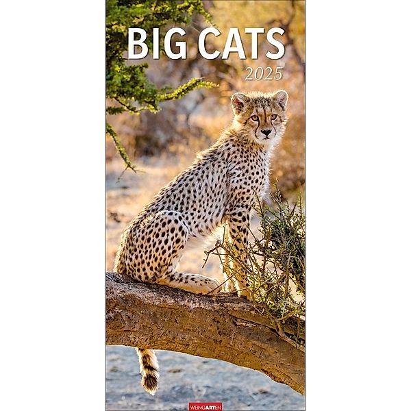 Big Cats Kalender 2025