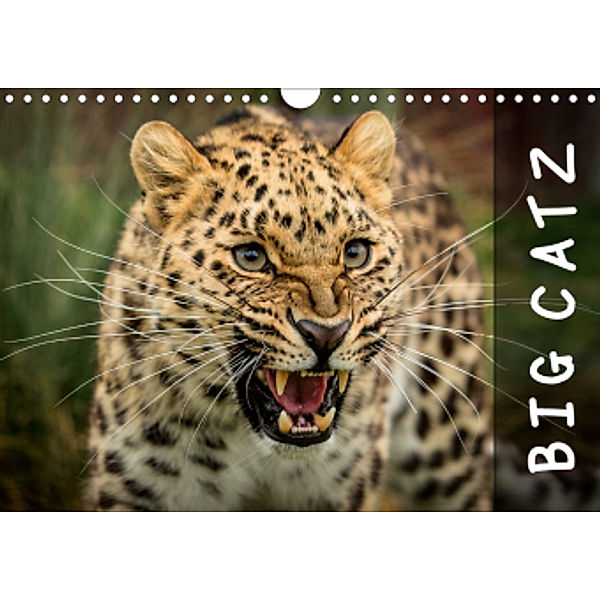 Big Catz (Wall Calendar 2021 DIN A4 Landscape), Jason Brown