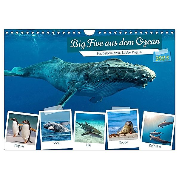 Big Five aus dem Ozean Hai, Delphin, Wal, Robbe, Pinguin (Wandkalender 2025 DIN A4 quer), CALVENDO Monatskalender, Calvendo, Susan Michel