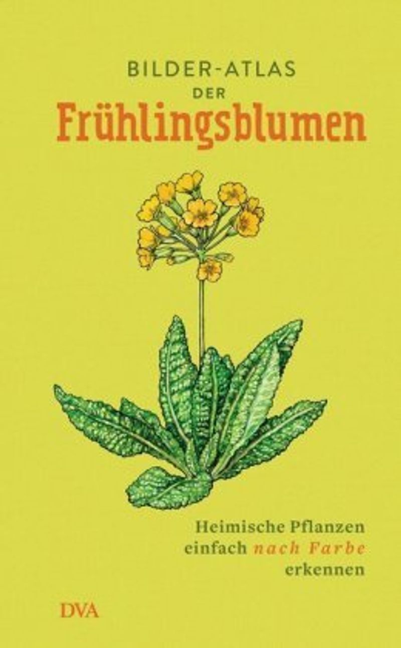 Bilder-Atlas der Frühlingsblumen Buch versandkostenfrei bei Weltbild.ch  bestellen