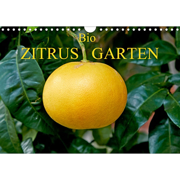 Bio Zitrus Garten (Wandkalender 2021 DIN A4 quer), Martin Rauchenwald