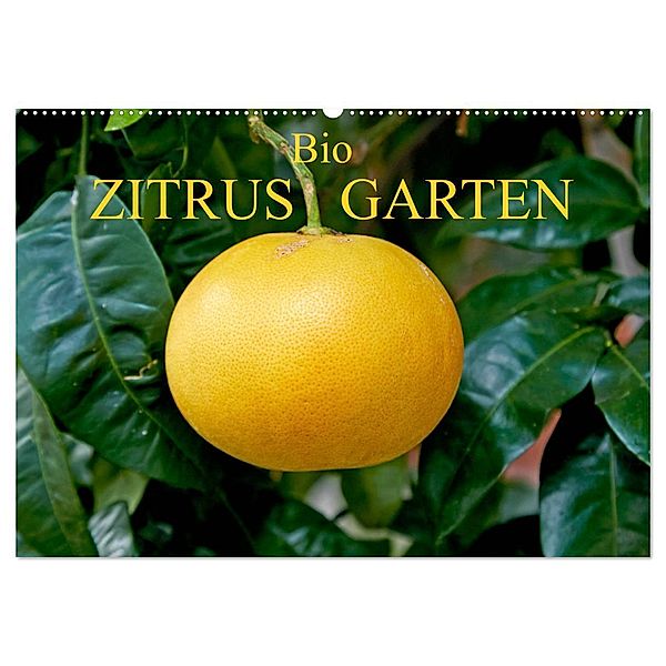 Bio Zitrus Garten (Wandkalender 2025 DIN A2 quer), CALVENDO Monatskalender, Calvendo, Martin Rauchenwald