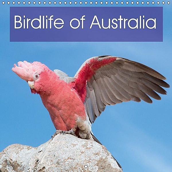 Birdlife of Australia (Wall Calendar 2018 300 × 300 mm Square), Ray Wilson