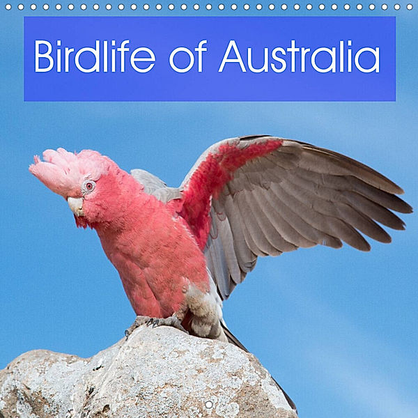 Birdlife of Australia (Wall Calendar 2023 300 × 300 mm Square), Ray Wilson