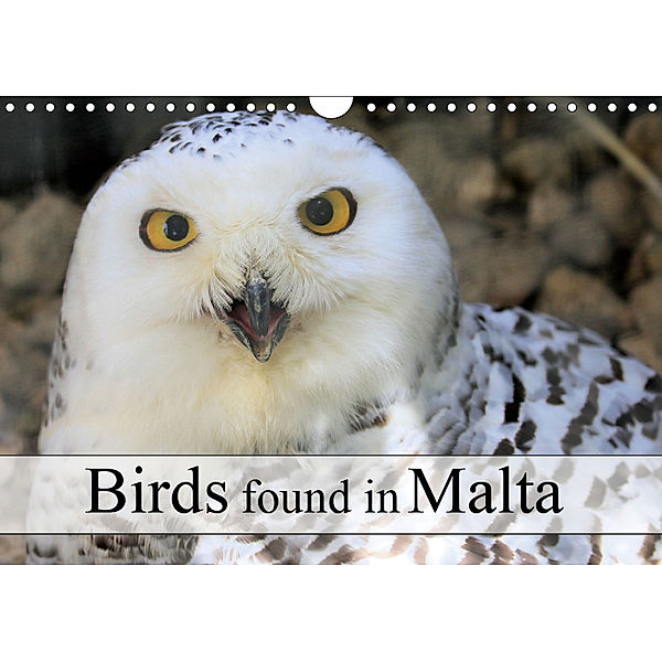 Birds found in Malta (Wall Calendar 2019 DIN A4 Landscape), Jon Grainge