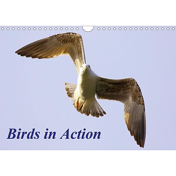 Birds in Action (Wall Calendar 2021 DIN A4 Landscape), Colin Butters