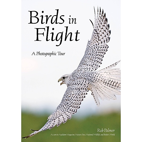 Birds in Flight, Rob Palmer