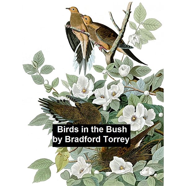 Birds in the Bush, Bradford Torrey